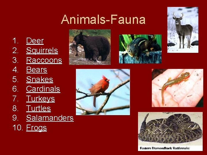 Animals-Fauna 1. Deer 2. Squirrels 3. Raccoons 4. Bears 5. Snakes 6. Cardinals 7.