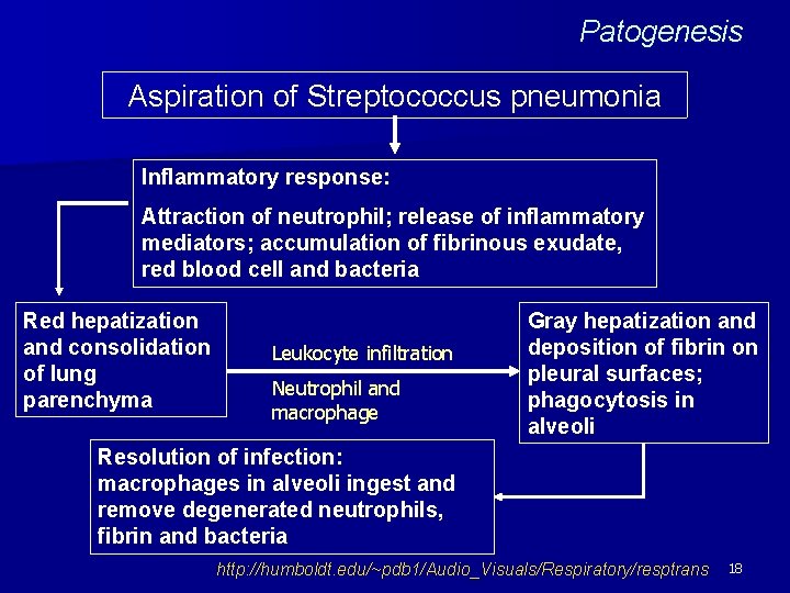 Patogenesis Aspiration of Streptococcus pneumonia Inflammatory response: Attraction of neutrophil; release of inflammatory mediators;