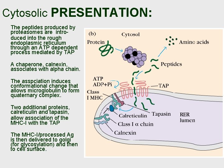 Cytosolic PRESENTATION: The peptides produced by proteasomes are introduced into the rough endoplasmic reticulum