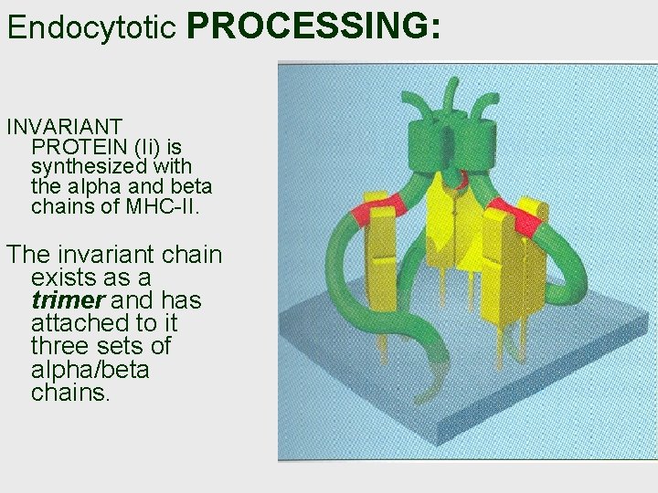 Endocytotic PROCESSING: INVARIANT PROTEIN (Ii) is synthesized with the alpha and beta chains of