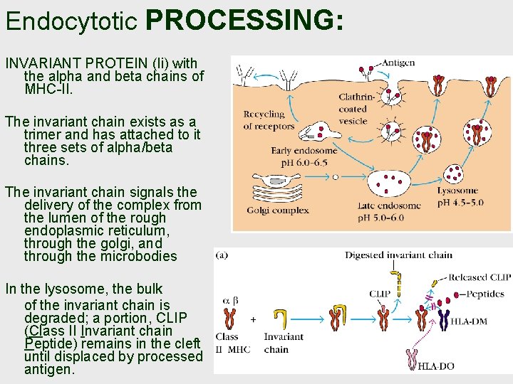 Endocytotic PROCESSING: INVARIANT PROTEIN (Ii) with the alpha and beta chains of MHC-II. The