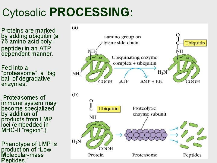 Cytosolic PROCESSING: Proteins are marked by adding ubiquitin (a 76 amino acid polypeptide) in