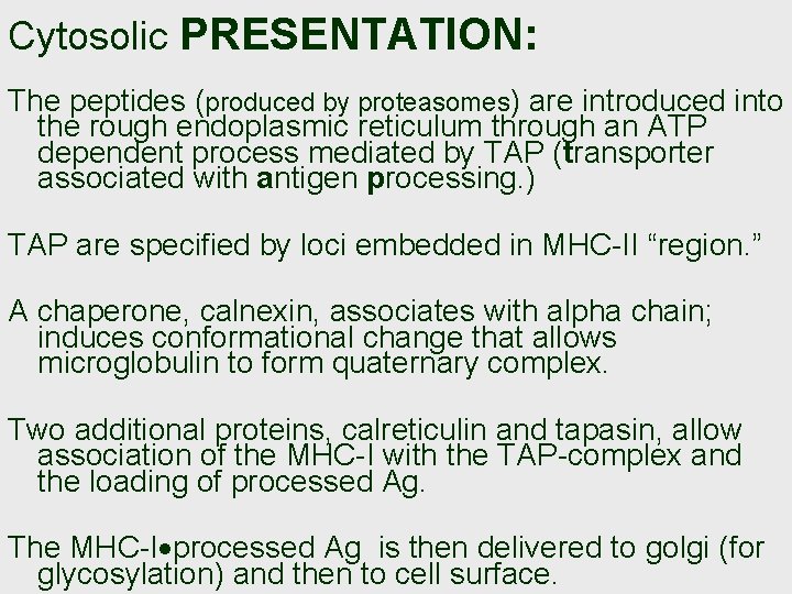 Cytosolic PRESENTATION: The peptides (produced by proteasomes) are introduced into the rough endoplasmic reticulum