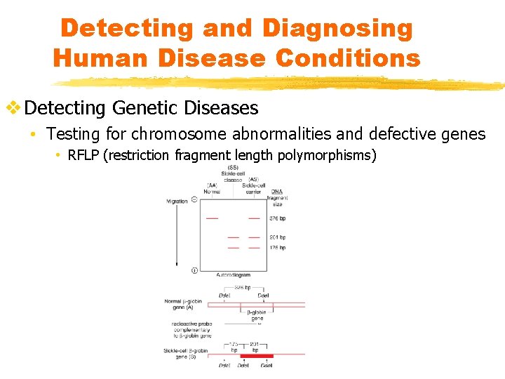 Detecting and Diagnosing Human Disease Conditions v Detecting Genetic Diseases • Testing for chromosome