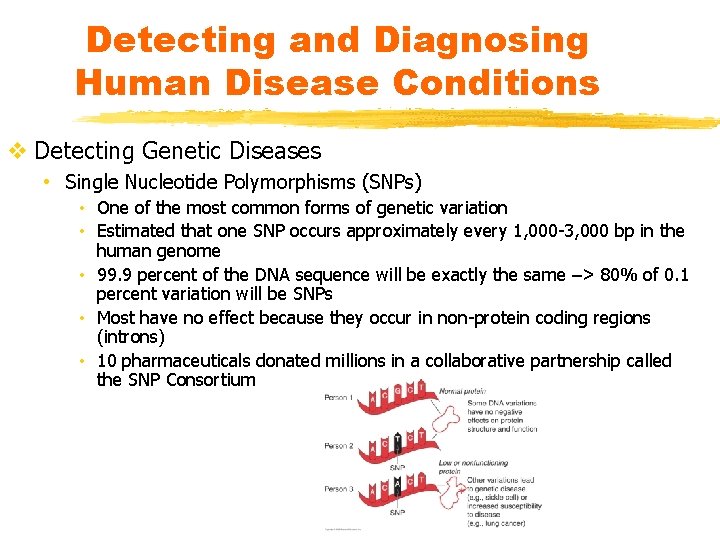 Detecting and Diagnosing Human Disease Conditions v Detecting Genetic Diseases • Single Nucleotide Polymorphisms