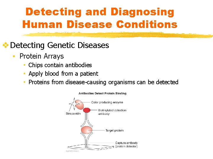 Detecting and Diagnosing Human Disease Conditions v Detecting Genetic Diseases • Protein Arrays •