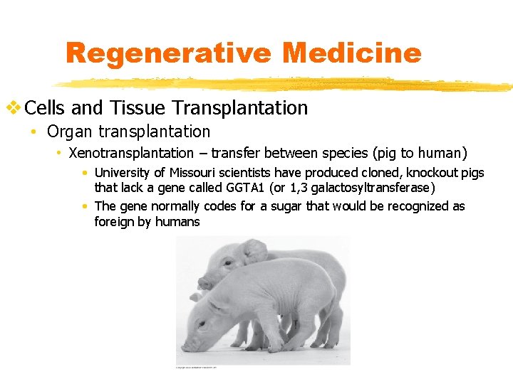 Regenerative Medicine v Cells and Tissue Transplantation • Organ transplantation • Xenotransplantation – transfer