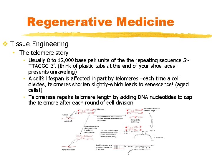 Regenerative Medicine v Tissue Engineering • The telomere story • Usually 8 to 12,