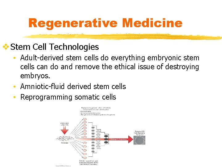 Regenerative Medicine v Stem Cell Technologies • Adult-derived stem cells do everything embryonic stem