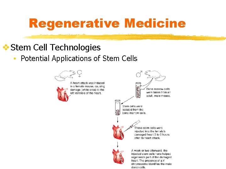 Regenerative Medicine v Stem Cell Technologies • Potential Applications of Stem Cells 