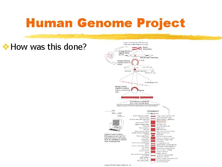 Human Genome Project v How was this done? 