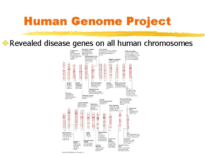 Human Genome Project v Revealed disease genes on all human chromosomes 