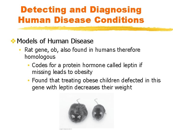 Detecting and Diagnosing Human Disease Conditions v Models of Human Disease • Rat gene,
