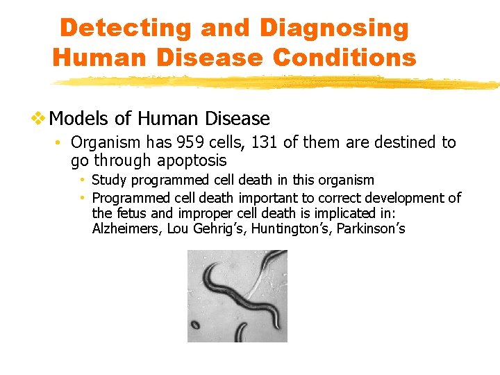 Detecting and Diagnosing Human Disease Conditions v Models of Human Disease • Organism has