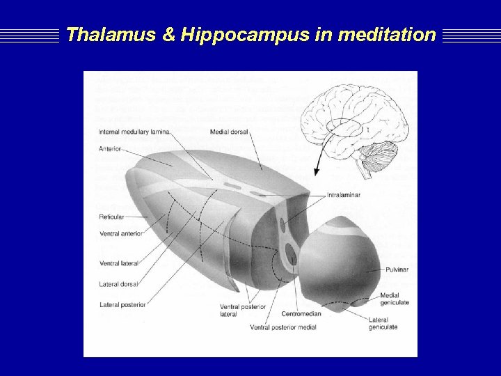 Thalamus & Hippocampus in meditation Thalamus & Hippocampus in meditation