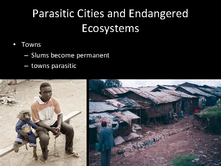 Parasitic Cities and Endangered Ecosystems • Towns – Slums become permanent – towns parasitic