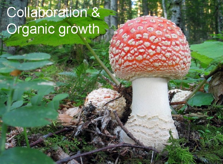 Collaboration & Organic growth Laurent Ledoux Collaboration & Organic growth Laurent Ledoux