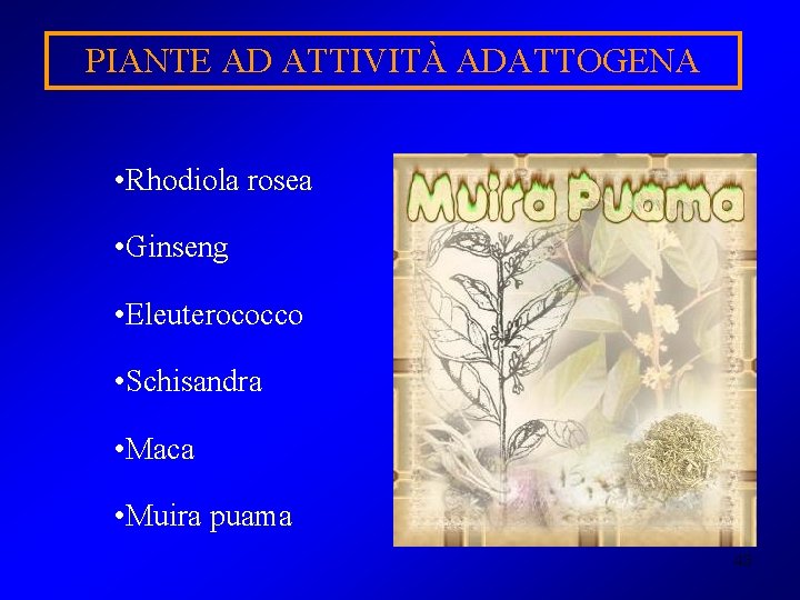 PIANTE AD ATTIVITÀ ADATTOGENA • Rhodiola rosea • Ginseng • Eleuterococco • Schisandra •