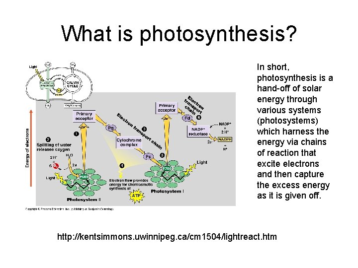 What is photosynthesis? In short, photosynthesis is a hand-off of solar energy through various What is photosynthesis? In short, photosynthesis is a hand-off of solar energy through various