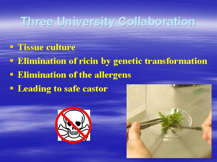 Three University Collaboration § § Tissue culture Elimination of ricin by genetic transformation Elimination