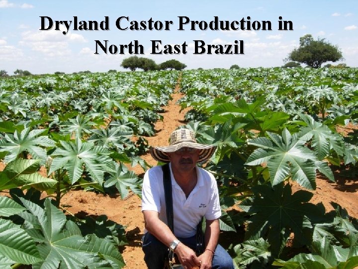 Dryland Castor Production in North East Brazil 