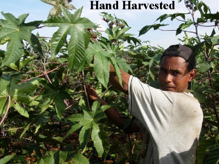 Hand Harvested 