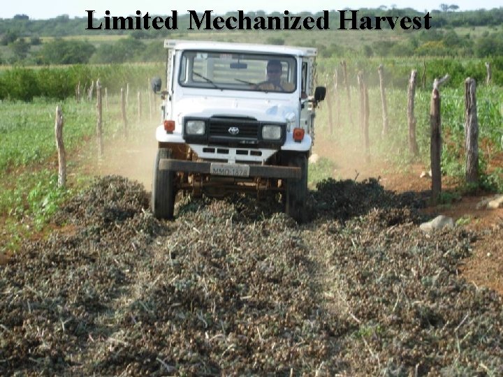 Limited Mechanized Harvest 
