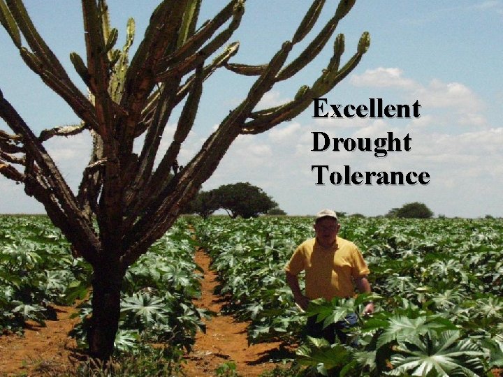 Excellent Drought Tolerance 