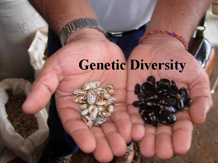 Genetic Diversity 