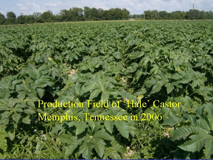 Production Field of ‘Hale’ Castor Memphis, Tennessee in 2006 
