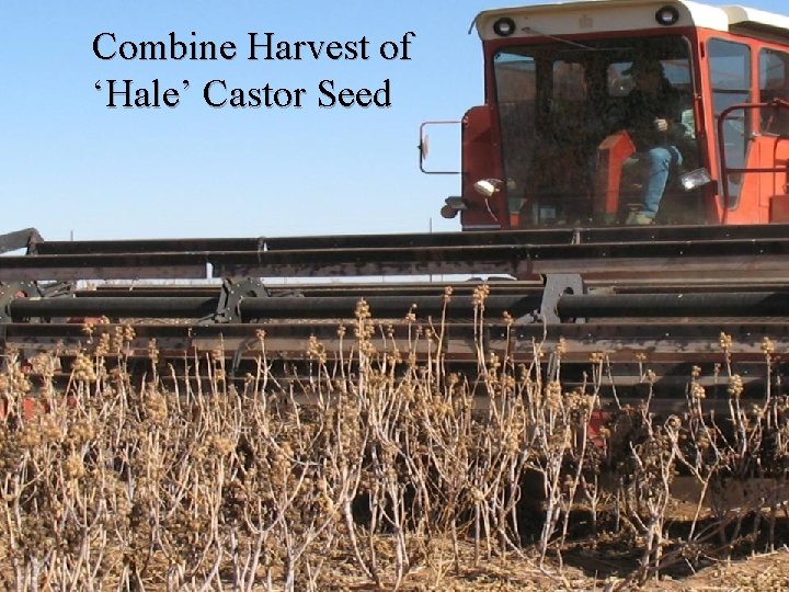 Combine Harvest of ‘Hale’ Castor Seed 