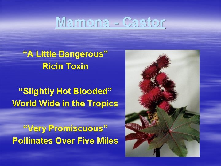 Mamona - Castor “A Little Dangerous” Ricin Toxin “Slightly Hot Blooded” World Wide in