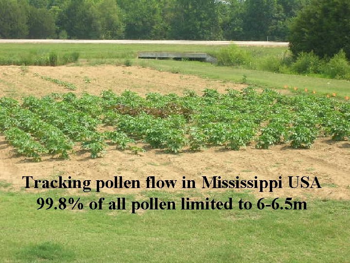 Tracking pollen flow in Mississippi USA 99. 8% of all pollen limited to 6