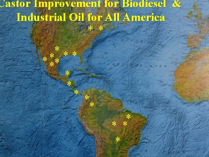 Castor Improvement for Biodiesel & Industrial Oil for All America ** * *** *
