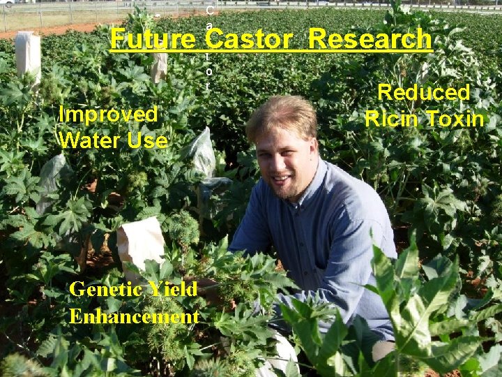 C a s t o r Future Castor Research Improved Water Use Genetic Yield