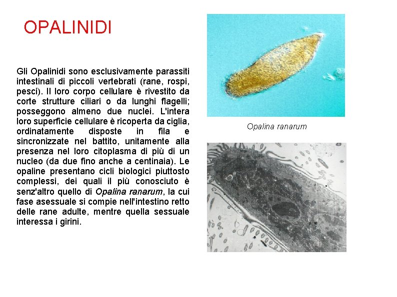 OPALINIDI Gli Opalinidi sono esclusivamente parassiti intestinali di piccoli vertebrati (rane, rospi, pesci). Il