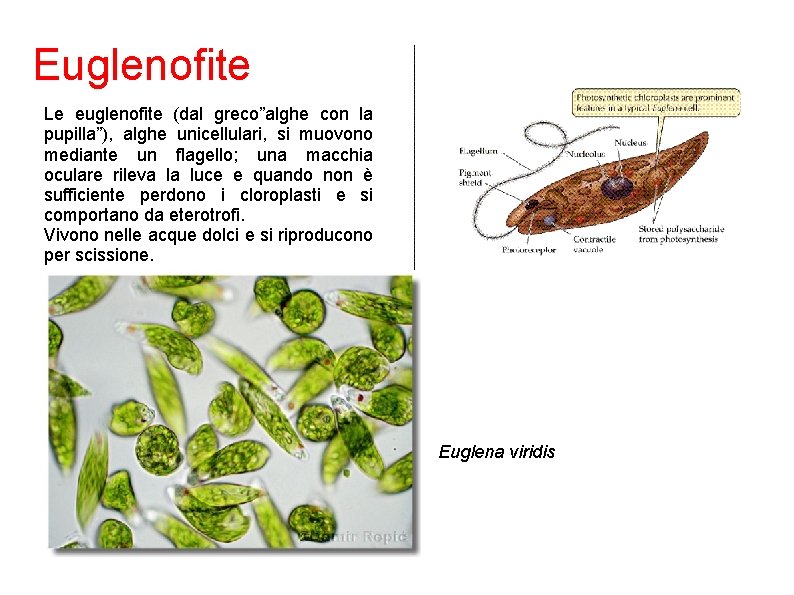 Euglenofite Le euglenofite (dal greco”alghe con la pupilla”), alghe unicellulari, si muovono mediante un