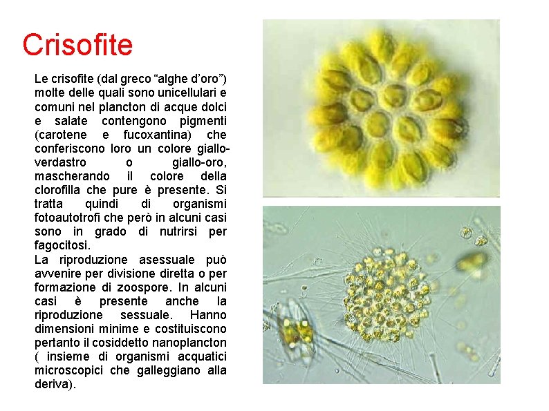 Crisofite Le crisofite (dal greco “alghe d’oro”) molte delle quali sono unicellulari e comuni