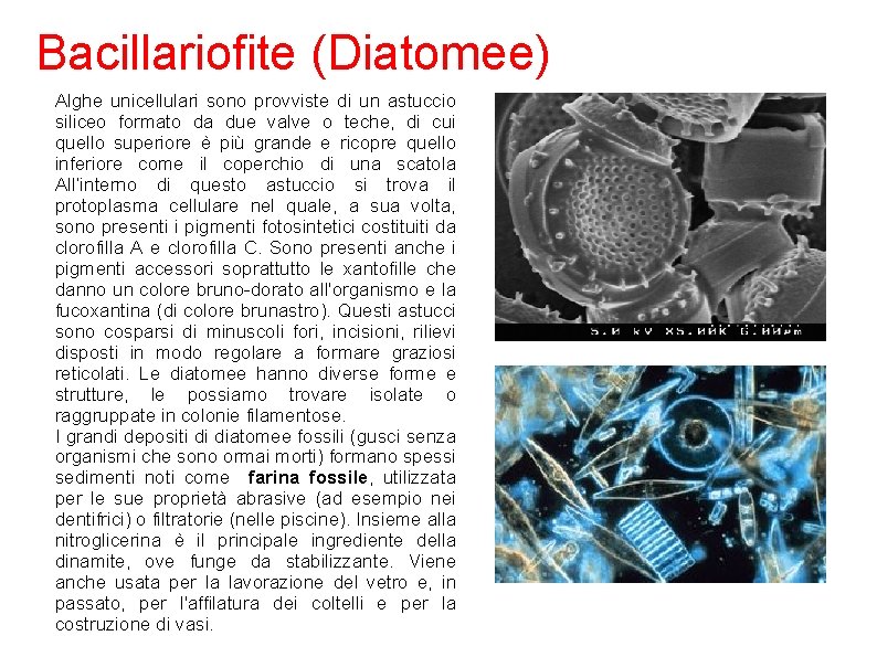 Bacillariofite (Diatomee) Alghe unicellulari sono provviste di un astuccio siliceo formato da due valve