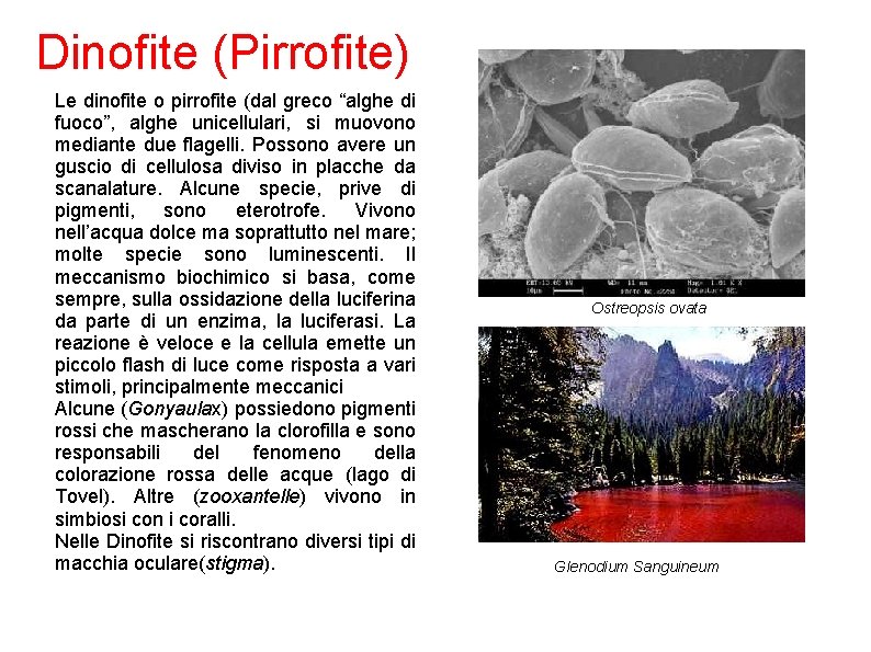 Dinofite (Pirrofite) Le dinofite o pirrofite (dal greco “alghe di fuoco”, alghe unicellulari, si