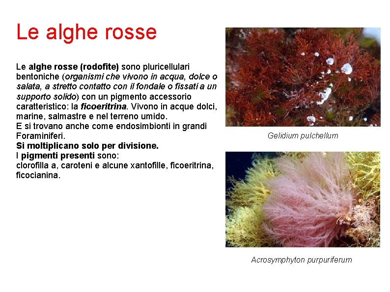 Le alghe rosse (rodofite) sono pluricellulari bentoniche (organismi che vivono in acqua, dolce o