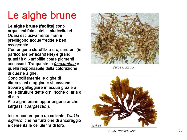 Le alghe brune (feofite) sono organismi fotosintetici pluricellulari. Quasi esclusivamente marini prediligono acque fredde
