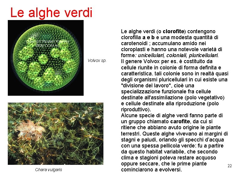 Le alghe verdi Volvox sp. . Chara vulgaris Le alghe verdi (o clorofite) contengono