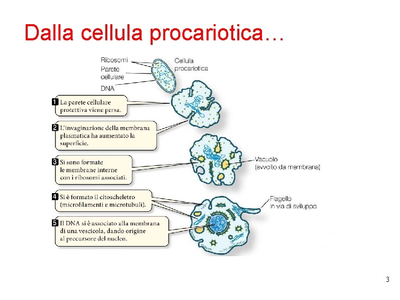 Dalla cellula procariotica… 3 