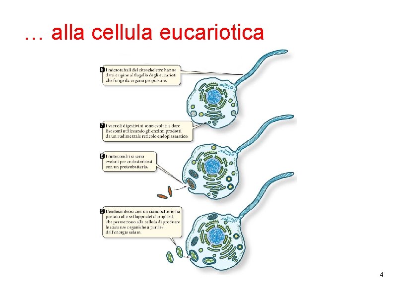 … alla cellula eucariotica 4 