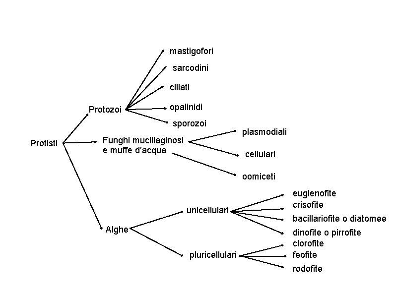 mastigofori sarcodini ciliati Protozoi opalinidi sporozoi Protisti Funghi mucillaginosi e muffe d’acqua plasmodiali cellulari