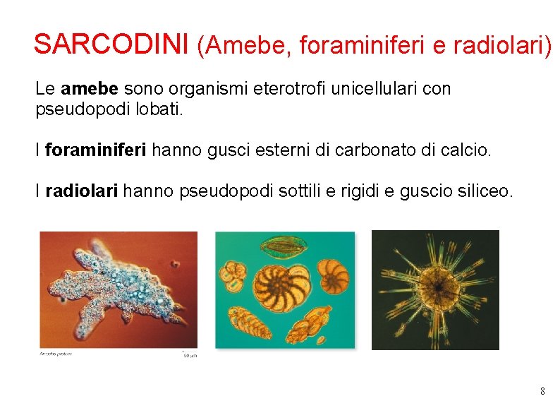 SARCODINI (Amebe, foraminiferi e radiolari) Le amebe sono organismi eterotrofi unicellulari con pseudopodi lobati.