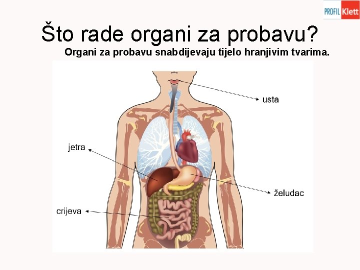 Što rade organi za probavu? Organi za probavu snabdijevaju tijelo hranjivim tvarima. 