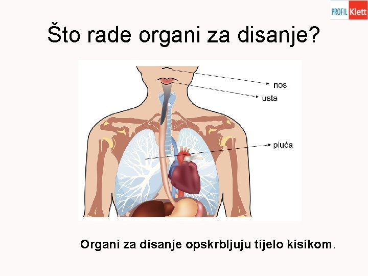 Što rade organi za disanje? Organi za disanje opskrbljuju tijelo kisikom. 