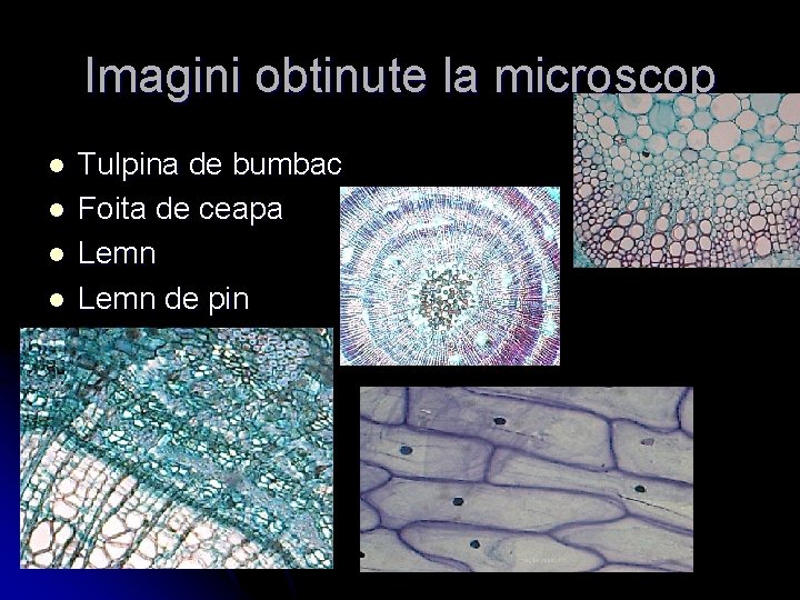 Imagini obtinute la microscop l l Tulpina de bumbac Foita de ceapa Lemn de